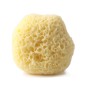 Fine sponge Natural