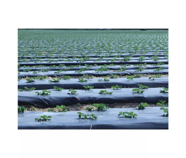 Kompostuojama sodo plėvelė „BioAgri Garden“ 1,2 x 7 m, skirta 1–3 metų augalams, 35 m², juoda