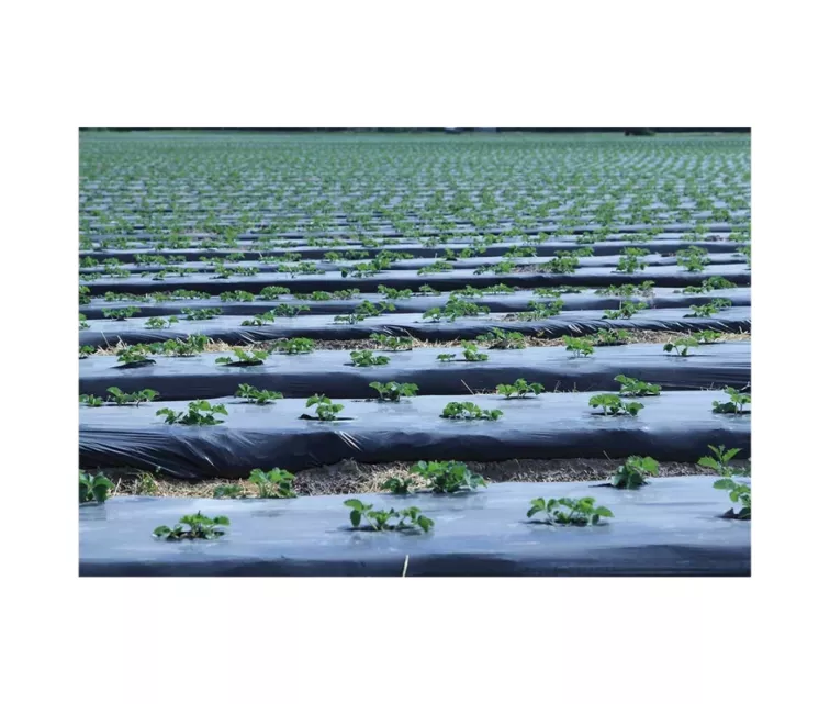 Garden film compostable BioAgri Garden 1.2x7m for 1–3 year old plants 35mqr. black