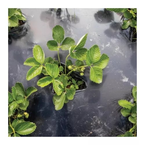 Garden film compostable BioAgri Garden 1.2x7m for 1–3 year old plants 35mqr. black