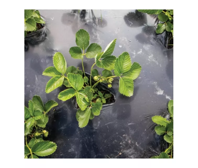Garden film compostable BioAgri Garden 1.2x7m for 1–3 year old plants 35mqr. black